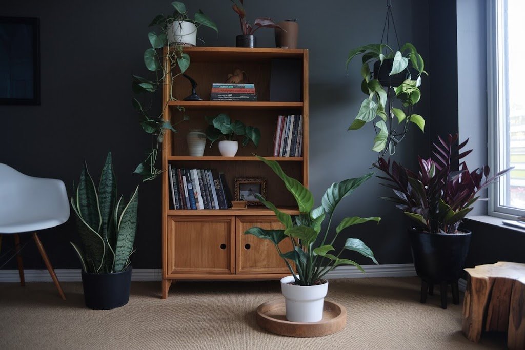 Best Indoor Plants for Low Light: A Complete Guide
